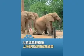 大象遭象群霸凌，上海野生动物园发通告 #大象主播说 @大象新闻主持人胡尔柯察金