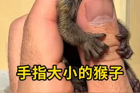 拇指大小的猴子，这是侏儒狨猴！ #拇指猴 #科普 #涨知识视频封面