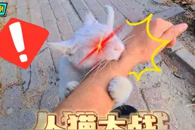 人猫大战 #猫 #猫咪 #搞笑 #果干视频封面