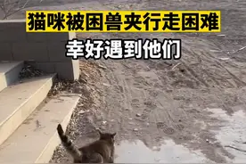 #猫咪被困捕兽夹行走困难 ，幸好遇到他们 #甘肃dou知道 #关爱流浪动物 #流浪猫视频封面