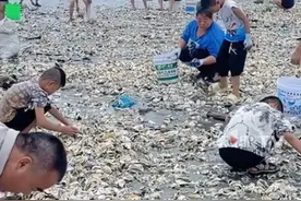7月21日，广东，#台风韦帕过境后海滩遍地是生蚝  ，居民们可以赶海实现海鲜自由？专家提醒：台风过后海洋中创伤弧菌数量激增，通过伤口进入人体易引发败血症。此外还可能携带污染物和有害物质，吃后容易食物中毒。