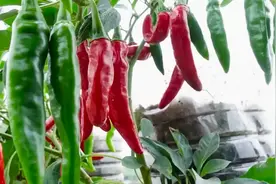 废旧的塑料油桶不要扔，我们可以变废为宝，在家种植辣椒视频封面