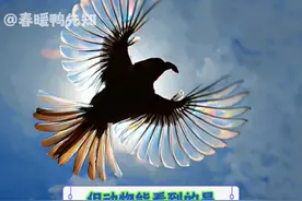 天下的乌鸦不是一般黑，是五彩斑斓的哦#乌鸦 #冷知识 #万万没想到 #喜鹊视频封面