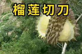 榴莲切刀，专门用来采摘榴莲，形状很独特！ #榴莲切刀 #科普 #涨知识