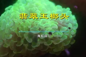 新手慎重选择荧光珊瑚 #海缸日记 #海水鱼珊瑚 #小丑鱼 #海洋生物视频封面