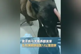 男子将养了7年的马犬寄养朋友家，马犬夜间挣脱后铁链后，拖着铁链跑12公里回家！（大象新闻原创）#河南dou知道