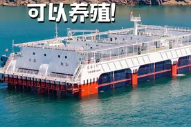 野生大黄鱼居然可以养殖？我们东海1号实现野生大黄鱼自由！ #渔山列岛东海1号 #海钓 #海上生活 #野生大黄鱼 #新农人视频封面