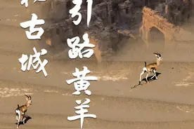 探寻神秘古城，却遇黄羊引路 黄羊带我们找到仅出现了一次的神秘古城……#罗布泊 #穿越无人区 #神秘古城现世视频封面