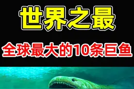全世界最大的10条鲸鱼！虎鲸只排第10，第一名体长100英呎视频封面