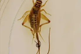 为什么把螳螂放在水中会钻出铁线虫 #神奇动物在抖音 #奇妙的动物 #科普一下 #螳螂 #蟋蟀