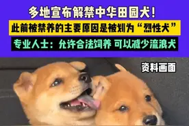多地宣布解禁中华田园犬！此前被禁养的主要原因是被划为“烈性犬”，专业人士：允许合法饲养 可以减少流浪犬#中华田园犬 #土狗 #养狗