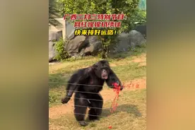 广西三月三特别节目：网红猩猩扔绣球，快来接好运咯！#吗喽#猩猩#广西#南宁视频封面