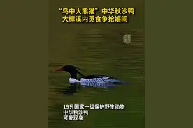 “鸟中大熊猫”太可爱啦！近日，19只国家一级保护野生动物中华秋沙鸭现身福建省福州市永泰县嵩口镇梧埕村大樟溪内。中华秋沙鸭是我国独有珍稀鸟类，被誉为“鸟中大熊猫”。#秀我中国#中华秋沙鸭#福建视频封面