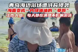 青岛海边浴场遭浒苔侵袭 海面变成一片绿油油的“草原” 工作人员：每天都在清理不影响游泳#青岛#浒苔#青岛海边浴场
