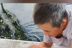 北京信鸽协会回应个别放飞的和平鸽迷路未归 市民暖心救助：休息后可自行归巢 无需担心视频封面