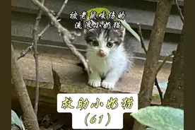 可怜流浪小奶猫被老鼠咬伤，为了活下去，在垃圾堆艰难寻找食物视频封面