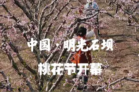 中国明光石坝桃花节今日开幕 #明光 #家乡 #等你共赴一场春天的花事 #同城热点视频封面