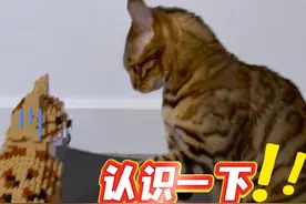 猫：是鱼就归我管！ #搞笑配音 #看一次笑一次 #搞笑视频封面