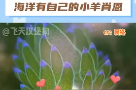 这小鼻嘎也太招人稀罕了吧#海洋 #叶羊 #可爱 #治愈 #科普