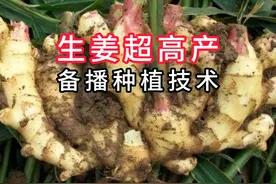 生姜超高产备播技术管理 #大姜种植 #分享农业知识帮农民增产增收视频封面