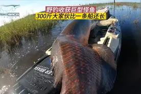 野钓捕获巨型怪鱼，2.5米长300斤重，一条船都装不下视频封面