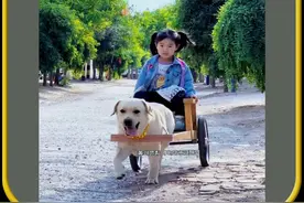 这只狗狗太聪明了，它每天拉车接小主人上下学#有趣的冷知识  #奇闻趣事  #科普一下视频封面