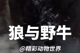 被抛弃的野牛幼崽 #神奇动物在抖音 #野生动物零距离 #动物世界视频封面