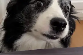 当我悄悄把边牧的空调关了… #奥利与奥斯卡 #边牧