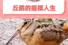 确定不是有问题的？看完不会走路了 #丘鹬 #二级保护动物 #万万没想到 #内容启发搜索视频封面