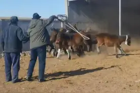 80岁爷爷套马稳准狠 帅炸了！网友：走路颤颤巍巍要人扶，一套马瞬间矫健#帅气 #老人 #套马 #记录牧场生活 来源：@海岸3视频封面
