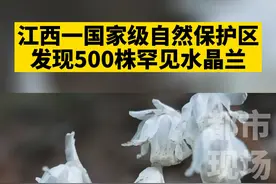 江西一国家级自然保护区，发现500株罕见水晶兰，你对这种花了解多少？#原生态#水晶花#江西dou知道 视频封面