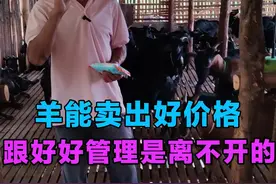 羊能卖出好价格，跟好好管理是离不开的 #农村创业养殖 #黑山羊养殖 #黑山羊 #吃草长肉的养殖 #养羊人视频封面