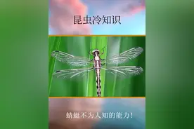 蜻蜓还有这么杜欧鲜为人知的能力？！#科普一下 #蜻蜓 #昆虫 #科普 #生物