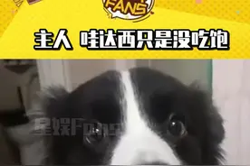 狗狗：饿了一辈子终于能吃上饱饭了#潘宏直播训狗 #护食 #万万想不到 #狗狗的心思都写在脸上了视频封面