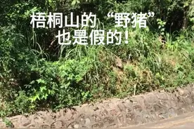 梧桐山的“野猪”也是假的！ 梧桐山的野猪下山觅食了！经常杀猪的朋友都知道，家猪没獠牙，野猪有獠牙！因此梧桐山的“野猪”应该跟山顶的“鹏城第一峰”打卡点是人工石一样，也是人工放生的！
#梧桐山 #登山视频封面