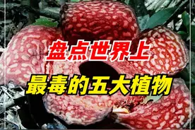 植物能有多可怕？把人痛到自杀，盘点世界上最毒的五大植物！ （1）#植物科普  #有毒植物  #涨知识