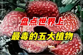 植物能有多可怕？把人痛到自杀，盘点世界上最毒的五大植物！ （1）#植物科普  #有毒植物  #涨知识视频封面