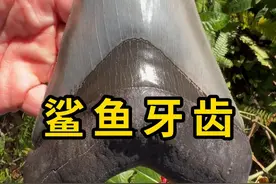 鲨鱼一生要换掉上万颗牙齿！ #鲨鱼的牙齿 #科普 #涨知识