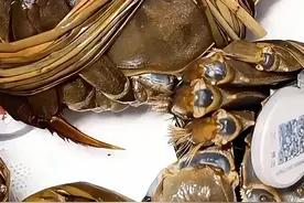 【天津宁河区：七里海河蟹“霸路”洄游！】
秋风起，蟹脚痒，日前，天津市宁河区的多条路面惊现“横行大军”——七里海大道迎来成群河蟹“上岸”。经专家解读，这一现象是河蟹季节性“生殖洄游”的正常行为。这一自然奇观也吸引了众多市民前来，体验这难得的“都市渔趣”。宁河区诚邀全国朋友共赴金秋蟹宴：文旅景点钓肥蟹、品鲜香，邂逅舌尖与自然的双重奇遇！