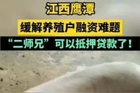 江西鹰潭：“二师兄”可以抵押贷款了！#猪养殖 #猪 #鹰潭#江西dou知道 视频封面