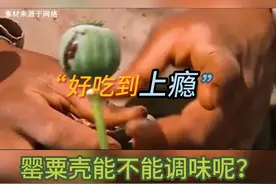 罂粟壳能不能调味呢？ #热点 #禁毒 #麻辣烫视频封面