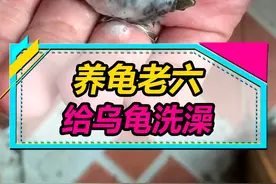 老六给小龟洗澡这件事，大家怎么看...#水族 #乌龟 
