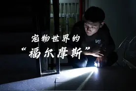 宠物侦探，这是一个帮助丢失宠物的人们找回宠物的职业
