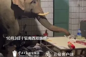 云南人真的不用再解释了！大象到村民家“串门”用鼻子卷走吃的。网友：感觉房主已经习惯了！（@逆袭 ）#亚洲象 #神奇动物在抖音 #有一种叫云南的生活视频封面