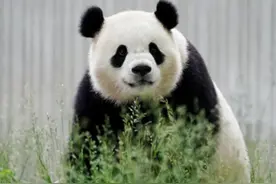 又一次十年之约！大熊猫宝力和青宝启程赴美，粉丝送行痛哭失声视频封面