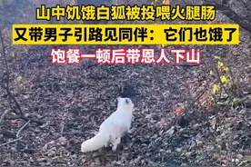 直呼神奇！男子投喂白狐后被引见给其同伴，白狐十分负责地在前方带路，还不时回头注意男子是否跟上视频封面