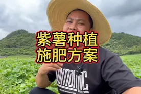 小花叶紫薯施肥方案#农业种植 #红薯种植 #紫薯 #节点施肥视频封面