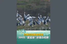 近日，河南信阳商城惊现209只“国宝级”珍禽白枕鹤，是河南目前发现的最大白枕鹤种群：河南从它们的“驿站”变成了“家园”。#河南dou知道 #神奇动物在抖音 #动物视频封面