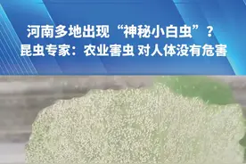 河南多地出现“神秘小白虫”？昆虫专家：农业害虫 对人体没有危害。“过敏性体质的人做好防护就可以”