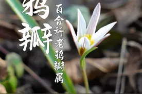 两片叶子一枝花，早春就开花，它就是被誉为“中国郁金香” 但它有个非常接地气的名字——老鸦瓣#老鸦瓣 #光慈菇 #识百草 #中草药 #大自然的馈赠视频封面